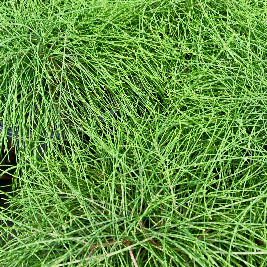 Cousin It: The Quirky Casuarina Shrub