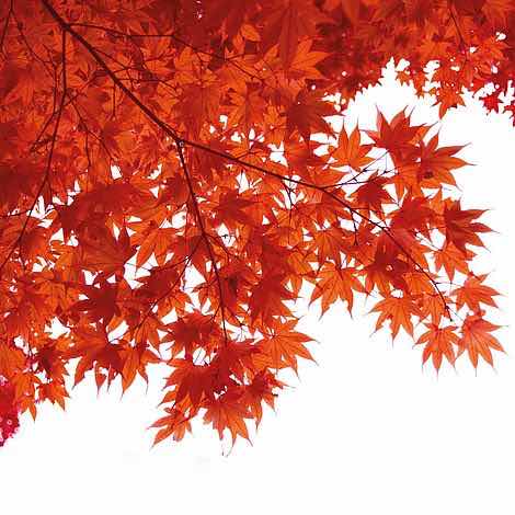 Japanese Maples