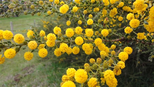 Acacia Paradoxa (Prickly Wattle)