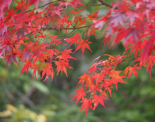 Acer Palmatum Polymorphum