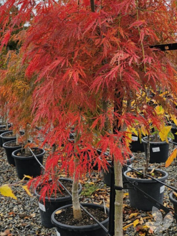 Acer palmatum dissectum (Weeping Japanese Maple Standards)