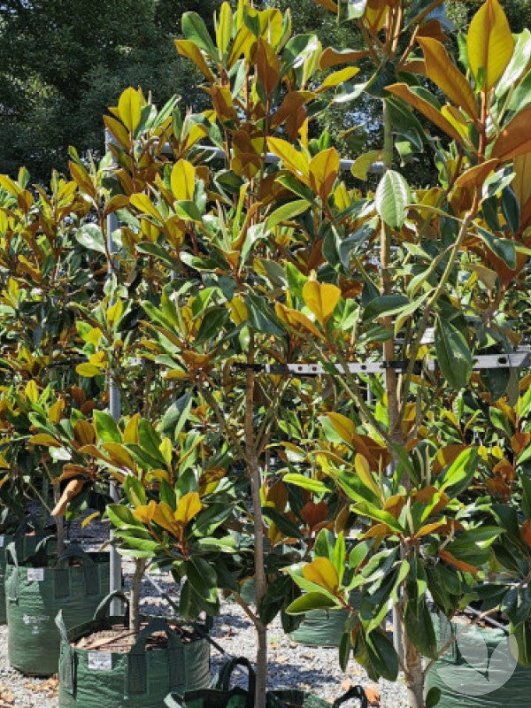 Magnolia Grandiflora (Coolwyn Gloss)