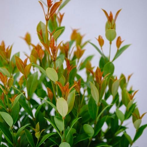 Close-up of Syzygium Hinterland Gold leaves, showcasing vibrant green and orange foliage.