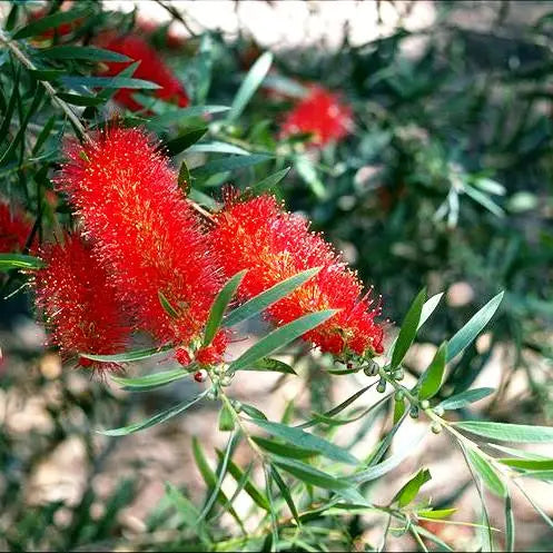 Callistemon Kings Park Special (Kings Park Bottlebrush)