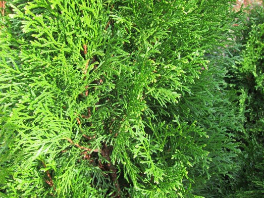 Thuja Smaragd (Emerald Green Arborvitae)