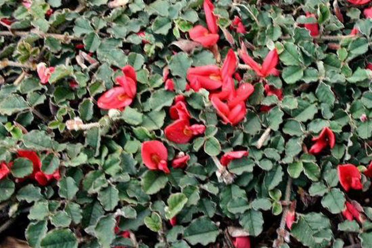 Kennedia Prostrata Red (Running Postman / Scarlet Runner)