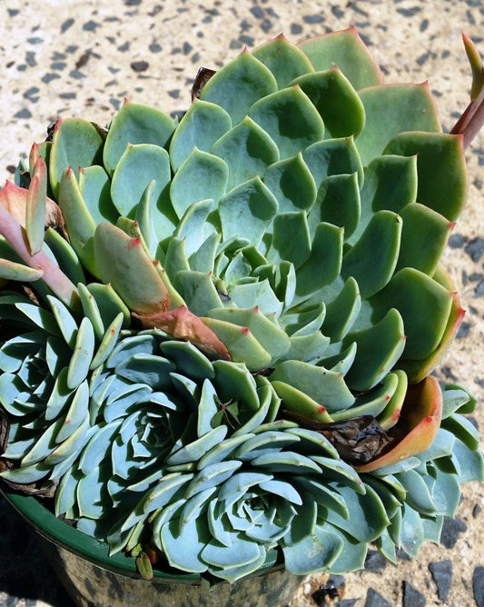 Echeveria Glauca (Blue Hens and Chicks)