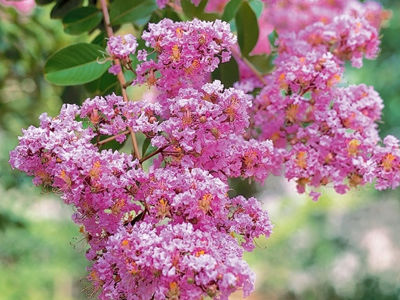 Lagerstroemia Indica 'Biloxi' (Crepe Myrtle 'Biloxi')