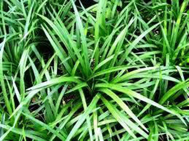 Detailed close-up of Liriope muscari (Evergreen Giant) showcasing its vibrant green leaves, highlighting the plant’s hardy nature and suitability for ground cover.
