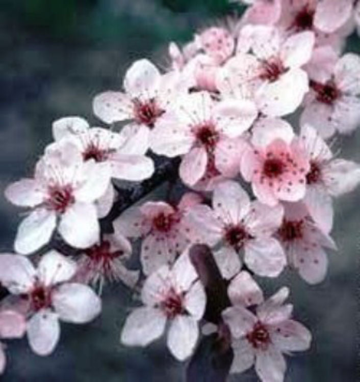 Pyrus Communis 'Nigra' Fastigiata (Fastigiate Pear)