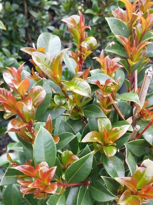 Syzygium Paniculatum 'Superior' (Magenta Lilly Pilly Superior)