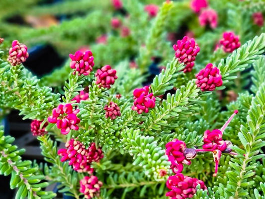 Grevillea 'Mount Tamboritha'