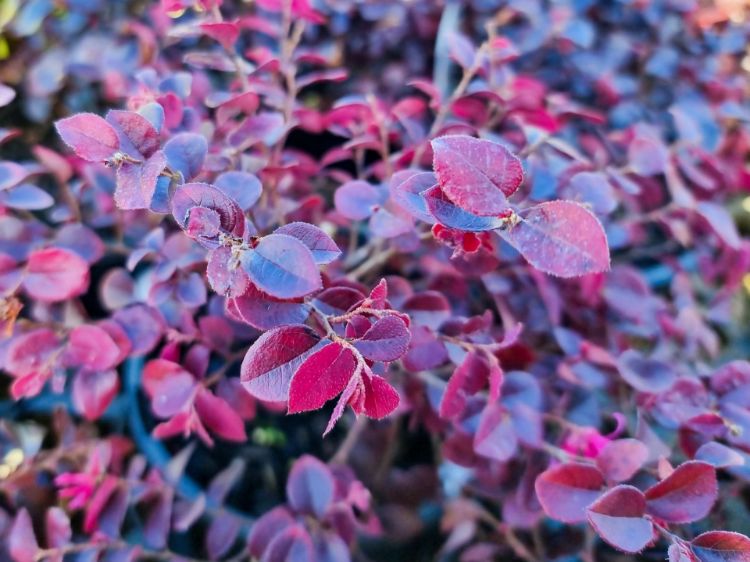 Loropetalum Chinense 'Burgundy'