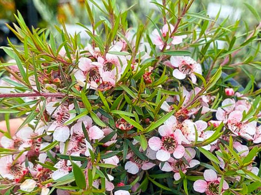 Leptospermum ‘Pink Cascade’ (Pink Cascade Tea Tree)