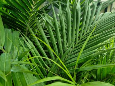 Archontophoenix Cunninghamiana (Bungalow Palm)