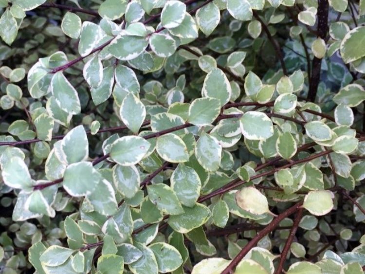 Close-up of Pittosporum Tenuifolium (Silver Sheen) showcasing its variegated, shimmering leaves.