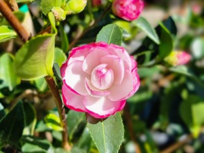 Camellia Sasanqua 'Paradise Blush'