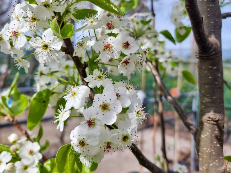 Pyrus Calleryana 'Cleveland Select' (Cleveland Select Pear)