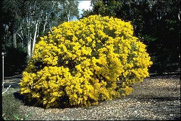 Acacia cultriformis (Knife Wattle)