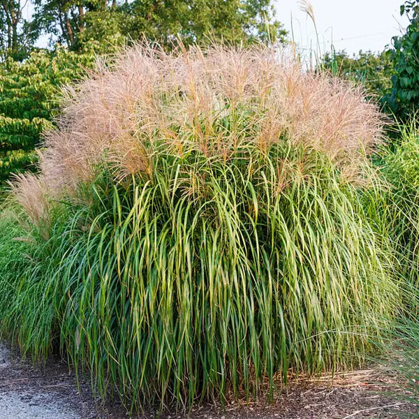 Miscanthus Sinensis ‘Eileen Quinn’ (Eileen Quinn Maiden Grass)