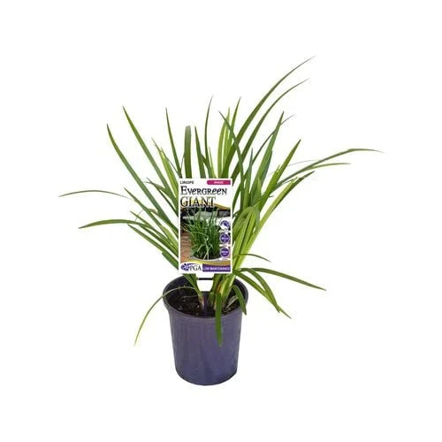 Liriope muscari (Evergreen Giant) in a pot, ready for sale at Nursery Warehouse, featuring its healthy growth and vibrant foliage, ideal for garden borders.
