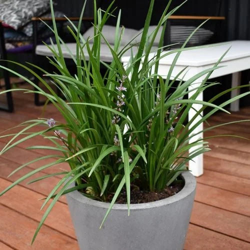 Liriope muscari (Evergreen Giant) displayed in an attractive pot on a deck, enhancing the outdoor space with its beautiful purple flowers and evergreen foliage.
