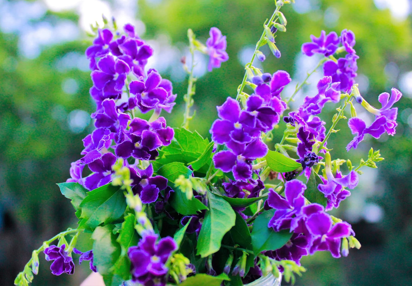 Duranta Erecta ‘Geisha Girl’ (Golden Dewdrop)