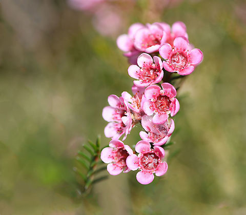 Chamelaucium Uncinatum (Geraldton Wax)