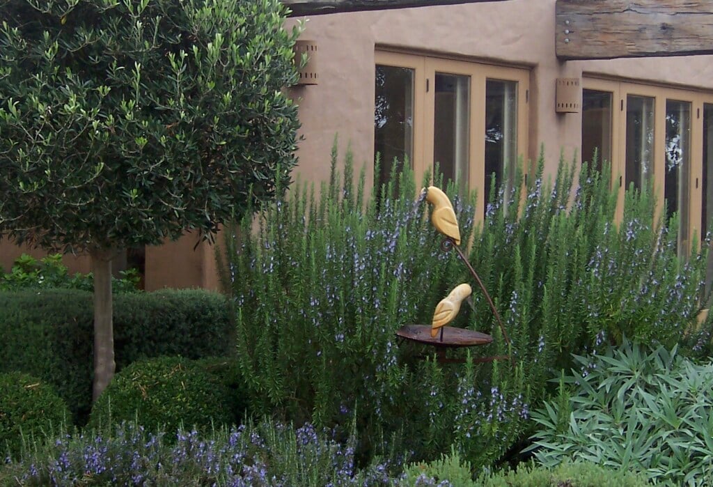 Salvia Rosmarinus ‘Tuscan Blue’ (Rosemary ‘Tuscan Blue’)