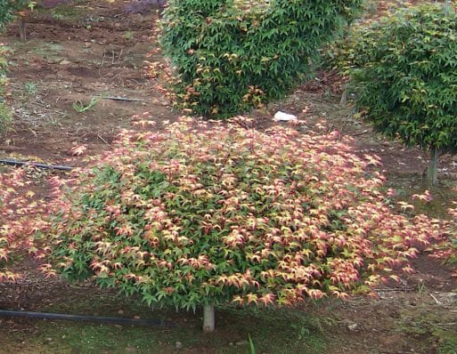 Acer palmatum 'Murasaki Kiyohime' (Murasaki Kiyohime Japanese Maple)