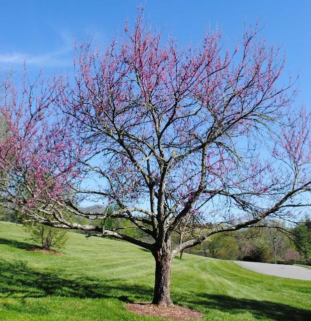 Cercis Canadensis (Redbud Tree)