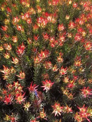 Leucadendron 'Jack Harre'