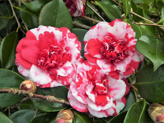 Camellia Japonica 'Emperor of Russia'