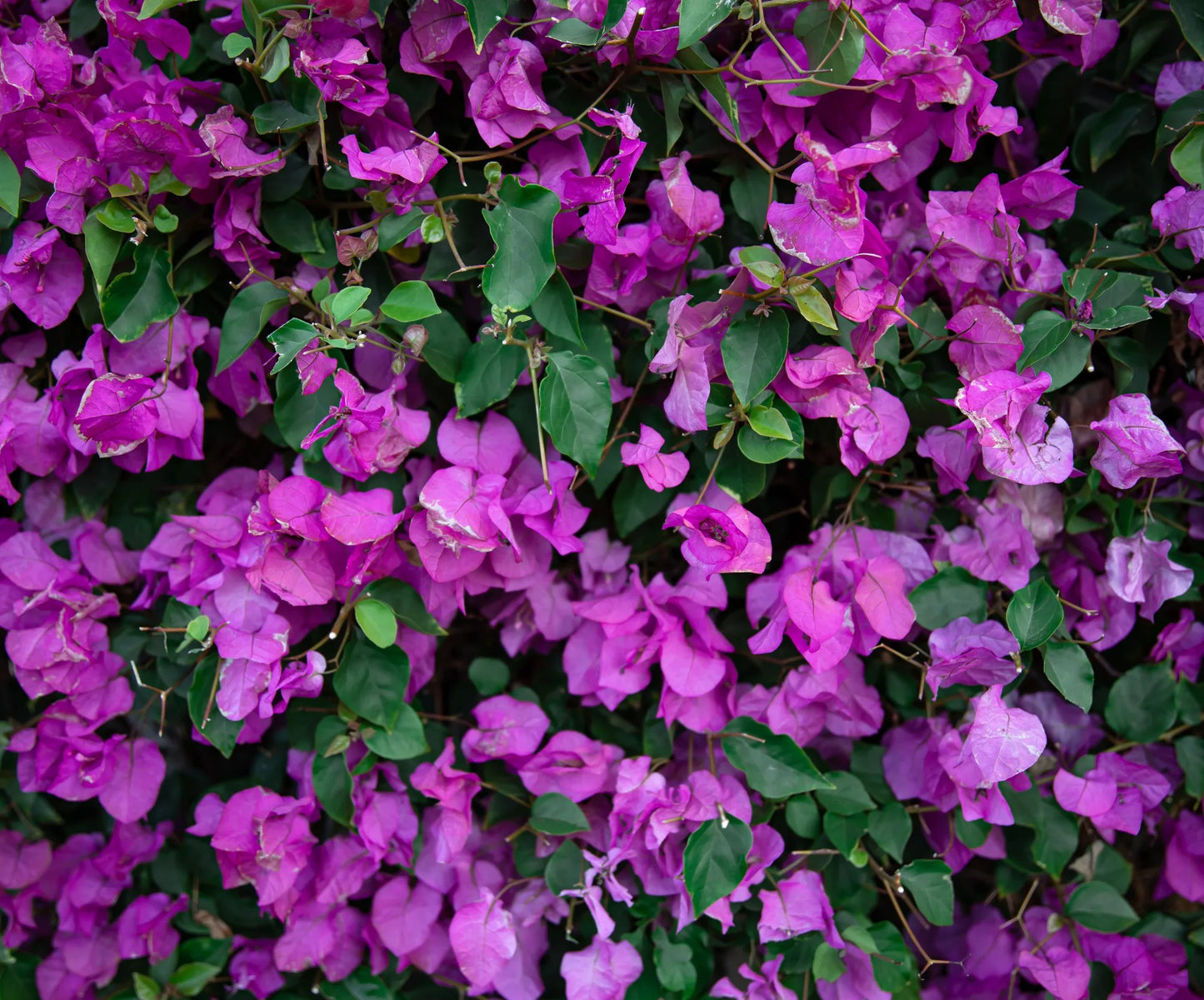 Bougainvillea Glabra (Evita)