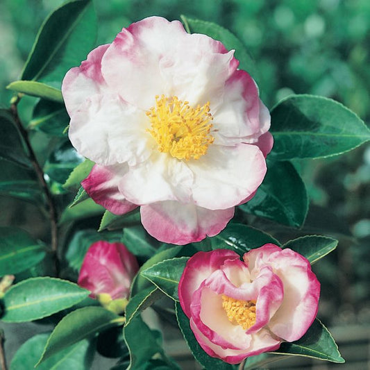 Camellia Sasanqua 'Wahroonga'