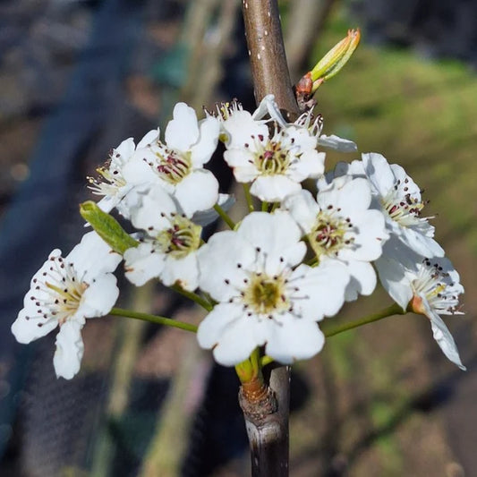 Pyrus Red Spire (Red Spire Pear Tree)