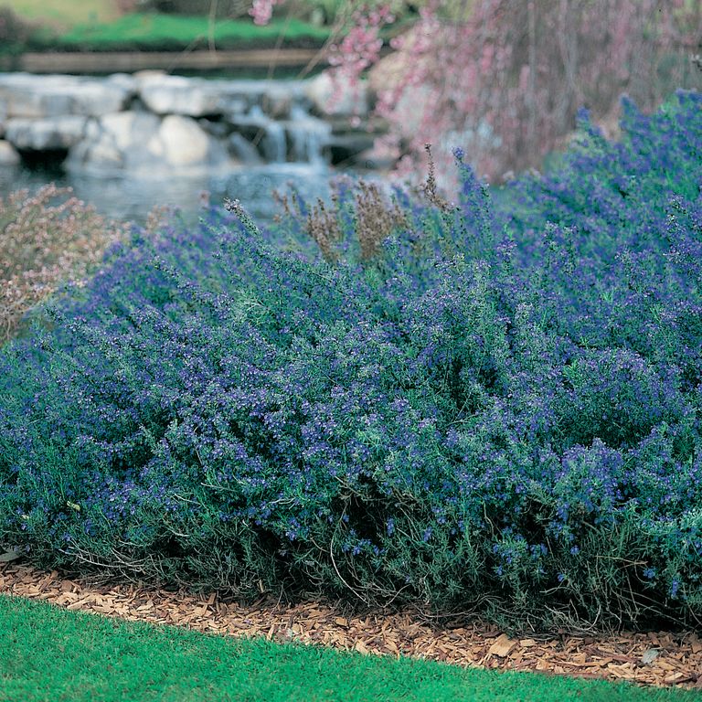 Rosmarinus Officinalis ‘Blue Lagoon’ (Blue Lagoon Rosemary)