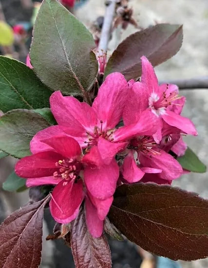 Malus Ioensis Rubra (Crab Apple)