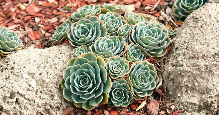 Echeveria Glauca (Blue Hens and Chicks)