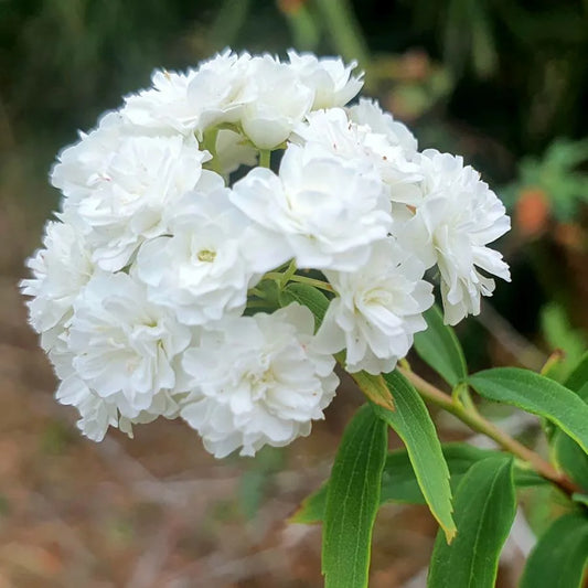 Spiraea Cantoniensis (Single White Maybush)