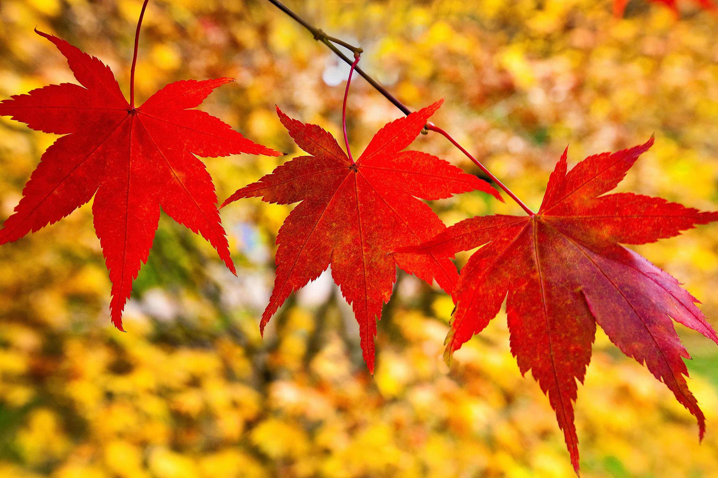 Atropurpureum (Japanese Weeping Maple)