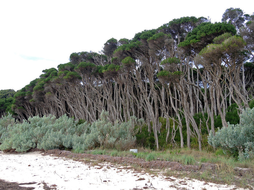 Melaleuca Ericifolia (Swamp Paperbark)