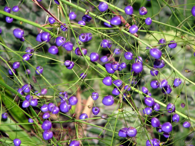 Dianella Longifolia (Pale Flax Lily)