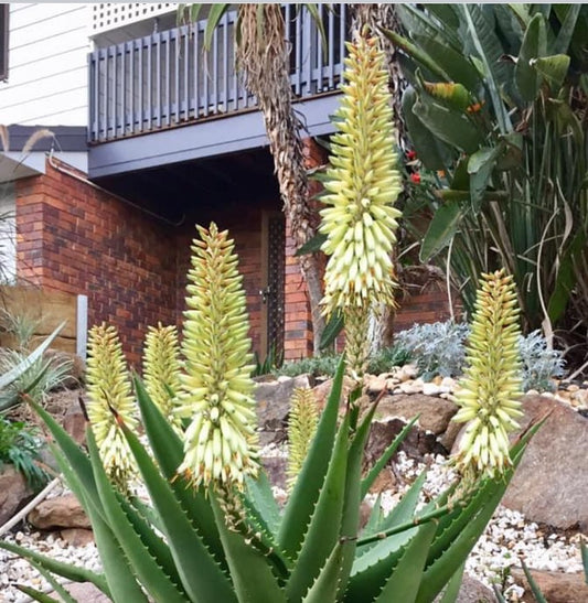 Aloe hybrid Ivory Tower™ (Ivory Tower Aloe)