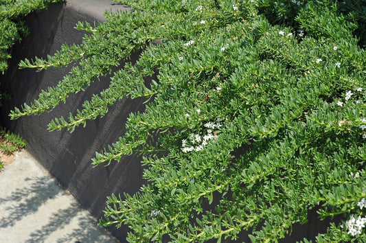 Myoporum parvifolium (Creeping Boobialla) cascading over a rendered retaining wall, showcasing its lush green foliage.