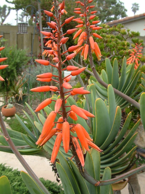 Aloe plicatilis (syn. Kumara plicatilis) (Fan Aloe)