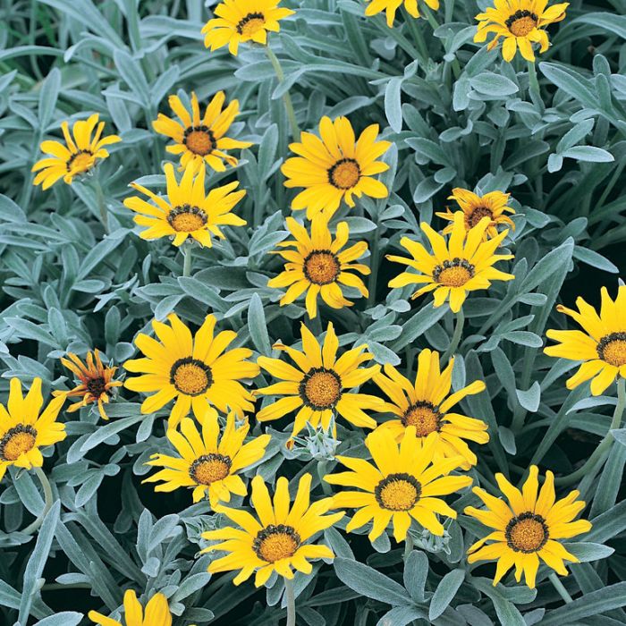 Close-up of Gazania Tomentosa (Treasure Flower) showcasing green foliage with bright yellow flowers.