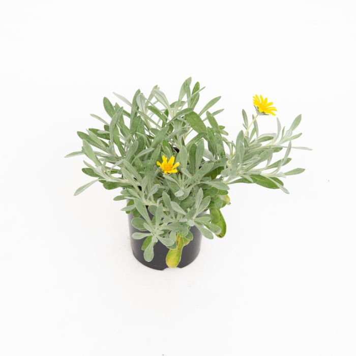 Gazania Tomentosa (Treasure Flower) in a pot ready for sale, displaying its vibrant yellow blooms and lush foliage.