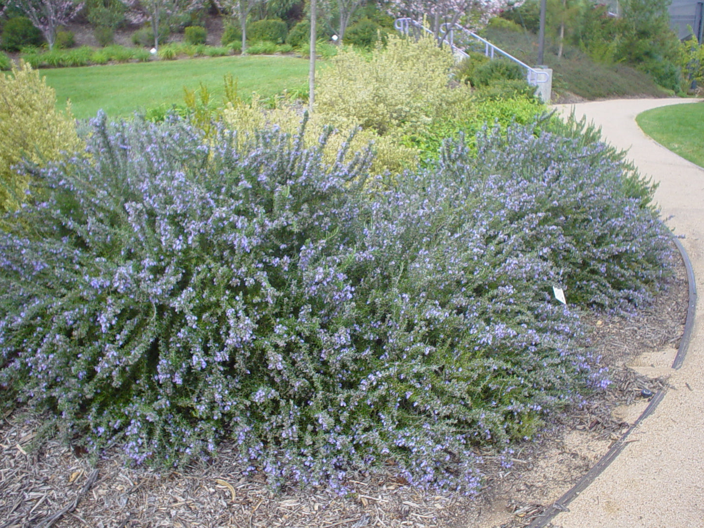 Rosmarinus Officinalis ‘Prostratus’ (Prostrate Rosemary)