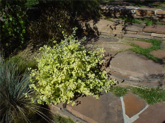 Helichrysum Petiolare Lemon (Lemon Licorice Plant)